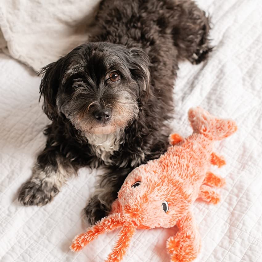 🔥Floppy Lobster Interactive Dog Toy - Image 3