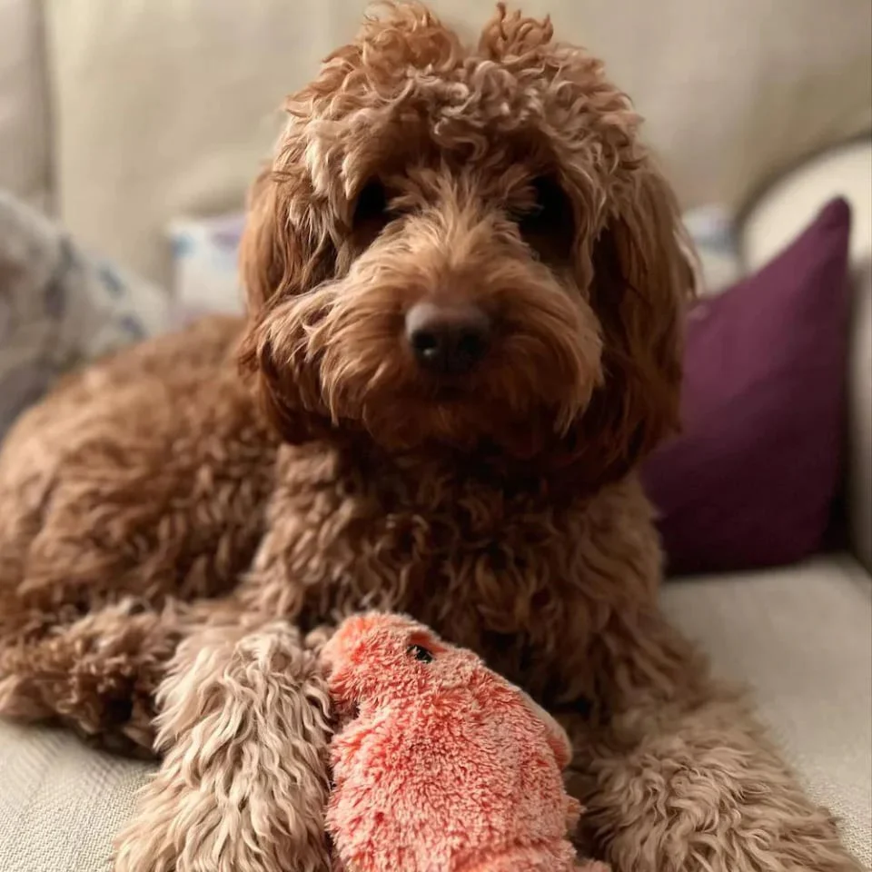 🔥Floppy Lobster Interactive Dog Toy - Image 7
