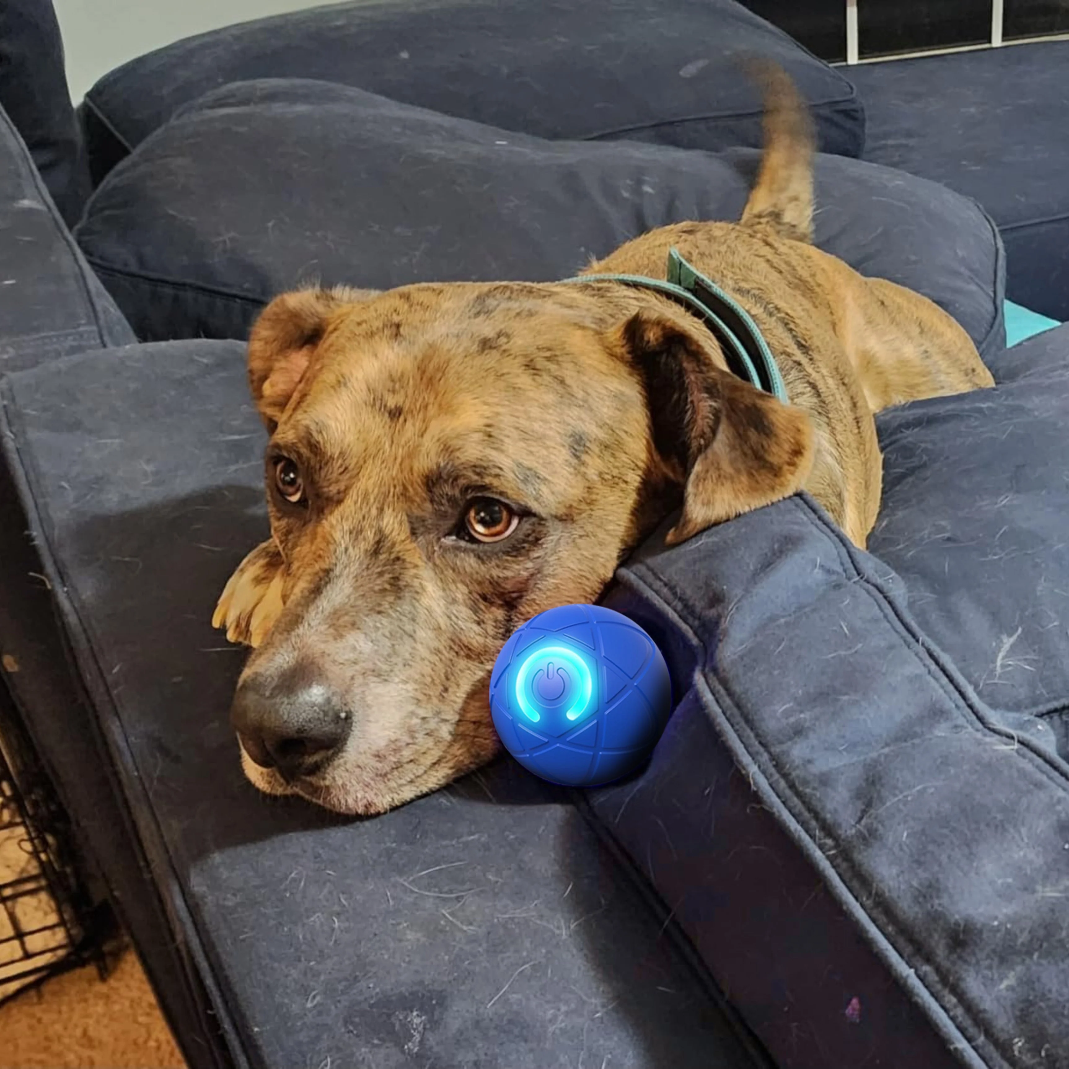 Interactive USB‑Rechargeable Bouncing Ball Toy for Dogs - Image 5
