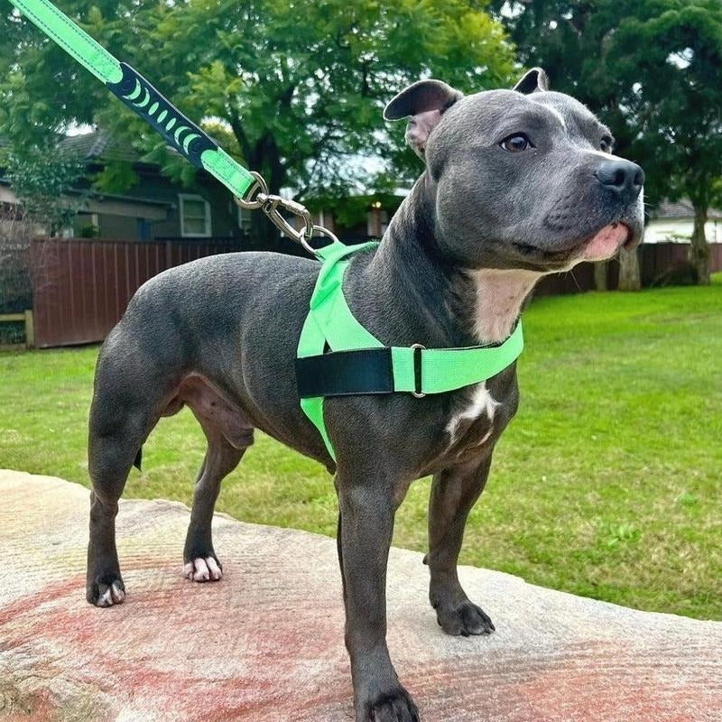 No-Pull Dog Harness - Image 5